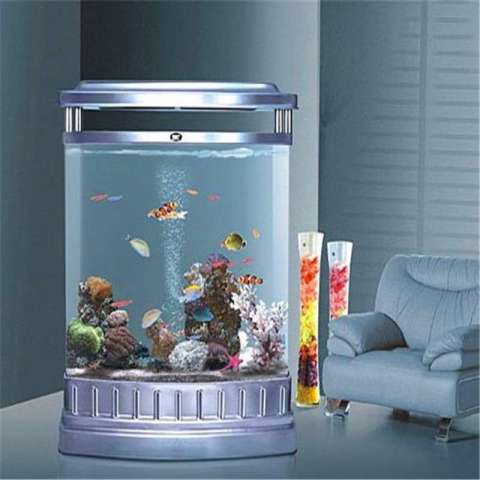 Fish small fish tanks aquarium