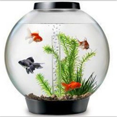 Fish tanks fish sale large prices